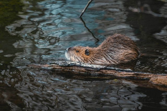 Naturschutz und Biodiversität