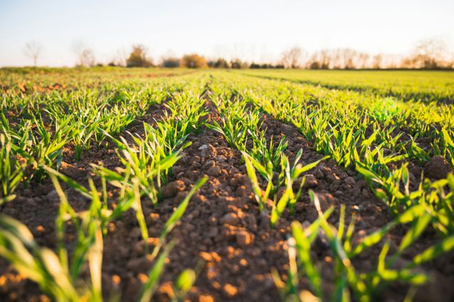 Grüne diskutieren über Landwirtschaft und Ernährung mit Katrin Eder